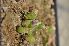  (Conophytum smorenskaduense - ARM672)  @11 [ ] No Rights Reserved  Unspecified Unspecified