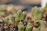  (Conophytum marginatum - ARM955d)  @11 [ ] No Rights Reserved  Unspecified Unspecified