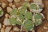  (Conophytum subfenestratum - Bruyns_s.n.)  @11 [ ] No Rights Reserved  Unspecified Unspecified