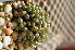  (Conophytum velutinum - Donor2_57-86)  @11 [ ] No Rights Reserved  Unspecified Unspecified