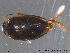  ( - EIFF51)  @13 [ ] CreativeCommons - Attribution Non-Commercial Share-Alike (2014) NTNU University Museum, Department of Natural History NTNU University Museum, Department of Natural History