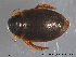  ( - EIFF57)  @13 [ ] CreativeCommons - Attribution Non-Commercial Share-Alike (2014) NTNU University Museum, Department of Natural History NTNU University Museum, Department of Natural History
