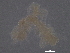  ( - BIOUG38644-H04.NTS)  @11 [ ] CreativeCommons - Attribution (2020) CBG Photography Group Centre for Biodiversity Genomics