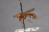 ( - CNC Diptera 28355)  @13 [ ] CreativeCommons - Attribution Non-Commercial (2010) Unspecified Agriculture and Agri-Food Canada