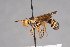  (Physocephala sagittaria - CNC Diptera 28356)  @14 [ ] CreativeCommons - Attribution Non-Commercial (2010) Unspecified Agriculture and Agri-Food Canada