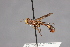  (Physocephala limbipennis - CNC Diptera 28357)  @11 [ ] CreativeCommons - Attribution Non-Commercial (2010) Unspecified Agriculture and Agri-Food Canada