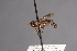  ( - CNC Diptera 28358)  @11 [ ] CreativeCommons - Attribution Non-Commercial (2010) Unspecified Agriculture and Agri-Food Canada