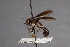  ( - CNC Diptera 28360)  @11 [ ] CreativeCommons - Attribution Non-Commercial (2010) Unspecified Agriculture and Agri-Food Canada