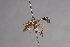  ( - CNC Diptera 28362)  @11 [ ] CreativeCommons - Attribution Non-Commercial (2010) Unspecified Agriculture and Agri-Food Canada