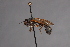  (Physocephala nervosa - CNC Diptera 28363)  @13 [ ] CreativeCommons - Attribution Non-Commercial (2010) Unspecified Agriculture and Agri-Food Canada