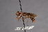  (Physocephala rufithorax - CNC Diptera 28365)  @11 [ ] CreativeCommons - Attribution Non-Commercial (2010) Unspecified Agriculture and Agri-Food Canada