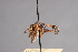  (Physocephala scutellata - CNC Diptera 28366)  @11 [ ] CreativeCommons - Attribution Non-Commercial (2010) Unspecified Agriculture and Agri-Food Canada