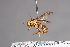  (Physocephala sp - CNC Diptera 28372)  @11 [ ] CreativeCommons - Attribution Non-Commercial (2010) Unspecified Agriculture and Agri-Food Canada