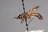  (Physoconops antennatus - CNC Diptera 28373)  @11 [ ] CreativeCommons - Attribution Non-Commercial (2010) Unspecified Agriculture and Agri-Food Canada