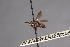  ( - CNC Diptera 28374)  @11 [ ] CreativeCommons - Attribution Non-Commercial (2010) Unspecified Agriculture and Agri-Food Canada
