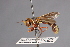 (Physoconops brachyrhynchus - CNC Diptera 28375)  @11 [ ] CreativeCommons - Attribution Non-Commercial (2010) Unspecified Agriculture and Agri-Food Canada
