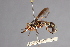  (Physoconops excisus - CNC Diptera 28376)  @11 [ ] CreativeCommons - Attribution Non-Commercial (2010) Unspecified Agriculture and Agri-Food Canada