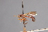  (Physoconops floridanus - CNC Diptera 28377)  @11 [ ] CreativeCommons - Attribution Non-Commercial (2010) Unspecified Agriculture and Agri-Food Canada