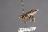  (Physoconops gracilior - CNC Diptera 28379)  @11 [ ] CreativeCommons - Attribution Non-Commercial (2010) Unspecified Agriculture and Agri-Food Canada