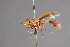  (Physoconops rufus - CNC Diptera 28380)  @11 [ ] CreativeCommons - Attribution Non-Commercial (2010) Unspecified Agriculture and Agri-Food Canada