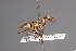  (Physoconops abruptus - CNC Diptera 28381)  @11 [ ] CreativeCommons - Attribution Non-Commercial (2010) Unspecified Agriculture and Agri-Food Canada