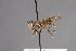  (Physoconops analis - CNC Diptera 28382)  @11 [ ] CreativeCommons - Attribution Non-Commercial (2010) Unspecified Agriculture and Agri-Food Canada