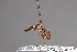  (Physoconops angustus - CNC Diptera 28383)  @11 [ ] CreativeCommons - Attribution Non-Commercial (2010) Unspecified Agriculture and Agri-Food Canada