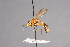  ( - CNC Diptera 28386)  @11 [ ] CreativeCommons - Attribution Non-Commercial (2010) Unspecified Agriculture and Agri-Food Canada