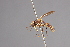  (Physoconops obscuripennis - CNC Diptera 28388)  @11 [ ] CreativeCommons - Attribution Non-Commercial (2010) Unspecified Agriculture and Agri-Food Canada