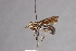  (Physoconops bulbirostris - CNC Diptera 28394)  @11 [ ] CreativeCommons - Attribution Non-Commercial (2010) Unspecified Agriculture and Agri-Food Canada