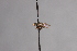  (Dalmannia vitiosa - CNC Diptera 28399)  @11 [ ] CreativeCommons - Attribution Non-Commercial (2010) Unspecified Agriculture and Agri-Food Canada