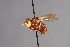  ( - CNC Diptera 28407)  @11 [ ] CreativeCommons - Attribution Non-Commercial (2010) Unspecified Agriculture and Agri-Food Canada