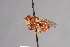  ( - CNC Diptera 28408)  @11 [ ] CreativeCommons - Attribution Non-Commercial (2010) Unspecified Agriculture and Agri-Food Canada