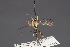  (Stylogaster ethiopa - CNC Diptera 28430)  @11 [ ] CreativeCommons - Attribution Non-Commercial (2010) Unspecified Agriculture and Agri-Food Canada