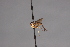  (Stylogaster indistincta - CNC Diptera 28433)  @11 [ ] CreativeCommons - Attribution Non-Commercial (2010) Unspecified Agriculture and Agri-Food Canada