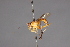  (Stylogaster leonum - CNC Diptera 28434)  @11 [ ] CreativeCommons - Attribution Non-Commercial (2010) Unspecified Agriculture and Agri-Food Canada