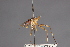 (Stylogaster longicornis - CNC Diptera 28435)  @11 [ ] CreativeCommons - Attribution Non-Commercial (2010) Unspecified Agriculture and Agri-Food Canada