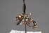  ( - Jeff Skevington Specimen 17621)  @13 [ ] CreativeCommons - Attribution Non-Commercial (2010) Unspecified Agriculture and Agri-Food Canada