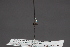  ( - CNC Diptera 28440)  @11 [ ] CreativeCommons - Attribution Non-Commercial (2010) Unspecified Agriculture and Agri-Food Canada