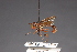 ( - CNC Diptera 28462)  @11 [ ] CreativeCommons - Attribution Non-Commercial (2010) Unspecified Agriculture and Agri-Food Canada