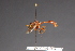  ( - CNC Diptera 1549)  @12 [ ] CreativeCommons - Attribution Non-Commercial (2010) Unspecified Agriculture and Agri-Food Canada