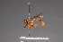  ( - CNC Diptera 1822)  @11 [ ] CreativeCommons - Attribution Non-Commercial (2010) Unspecified Agriculture and Agri-Food Canada