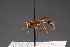  ( - CNC Diptera 28465)  @13 [ ] CreativeCommons - Attribution Non-Commercial (2010) Unspecified Agriculture and Agri-Food Canada