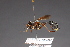  (Physocephala laticincta - CNC Diptera 28361)  @13 [ ] CreativeCommons - Attribution Non-Commercial (2010) Unspecified Agriculture and Agri-Food Canada