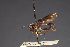  (Physocephala lugubris - Jeff Skevington Specimen 19042)  @11 [ ] CreativeCommons - Attribution Non-Commercial (2010) Unspecified Agriculture and Agri-Food Canada