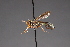  ( - CNC Diptera 28404)  @11 [ ] CreativeCommons - Attribution Non-Commercial (2010) Unspecified Agriculture and Agri-Food Canada