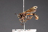  (Physocephala segethi - CNC Diptera 28451)  @13 [ ] CreativeCommons - Attribution Non-Commercial (2010) Unspecified Agriculture and Agri-Food Canada