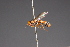  (Physocephala australiana - CNC Diptera 28473)  @14 [ ] CreativeCommons - Attribution Non-Commercial (2010) Unspecified Agriculture and Agri-Food Canada