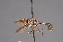  (Physoconops longistylus - Jeff Skevington Specimen 19046)  @11 [ ] CreativeCommons - Attribution Non-Commercial (2010) Unspecified Agriculture and Agri-Food Canada