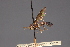  (Physoconops parvus - Jeff Skevington Specimen 19047)  @11 [ ] CreativeCommons - Attribution Non-Commercial (2010) Unspecified Agriculture and Agri-Food Canada